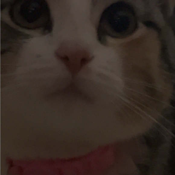 stephkily